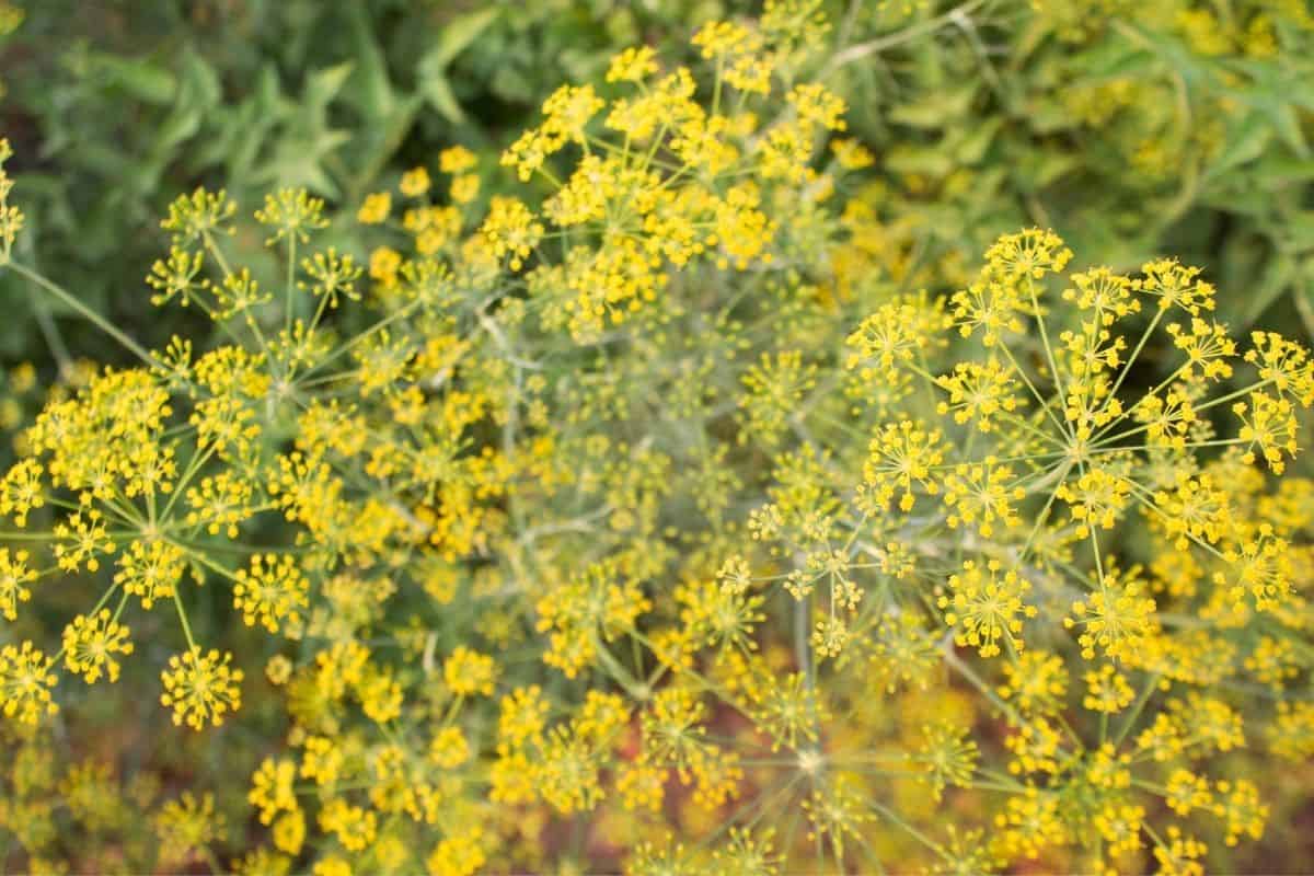 Anethum graveolens - dill flowers