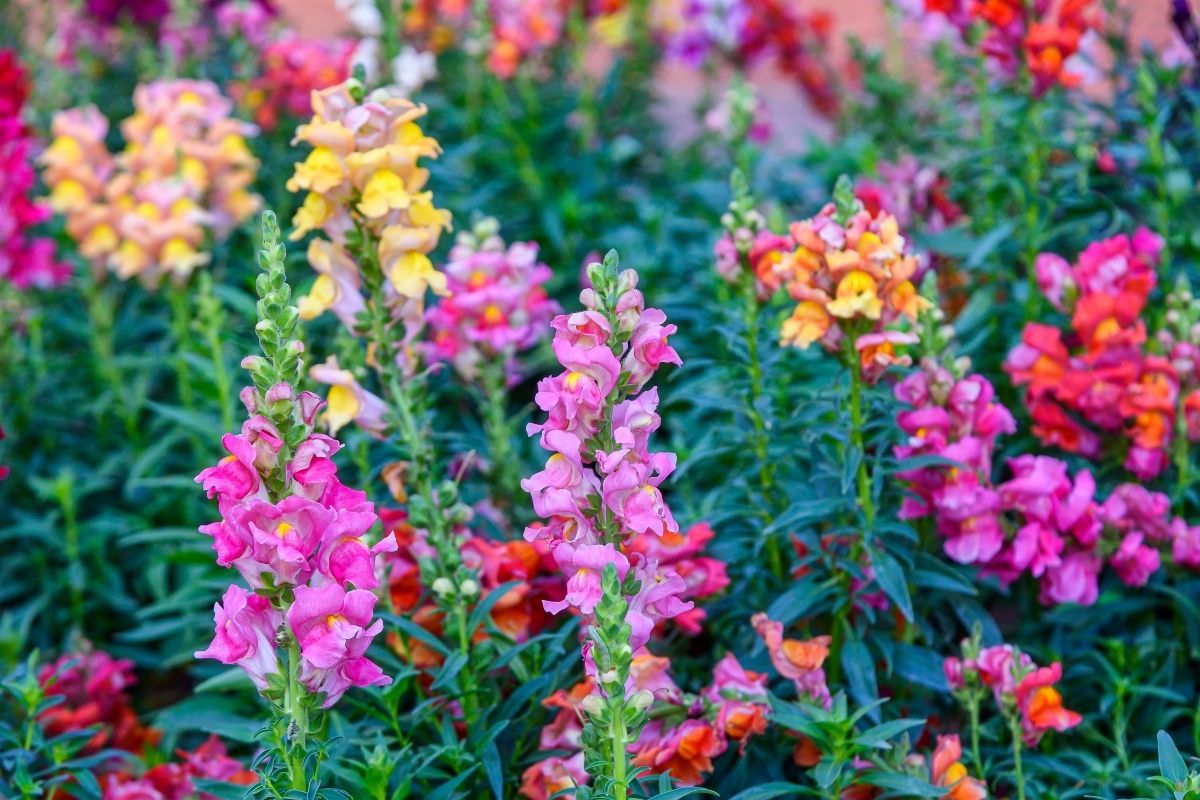 Antirrhinum majus -snapdragons