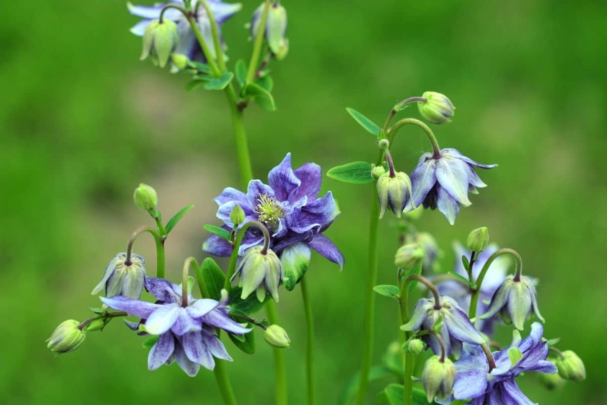 Aquilegia canadensis flowers