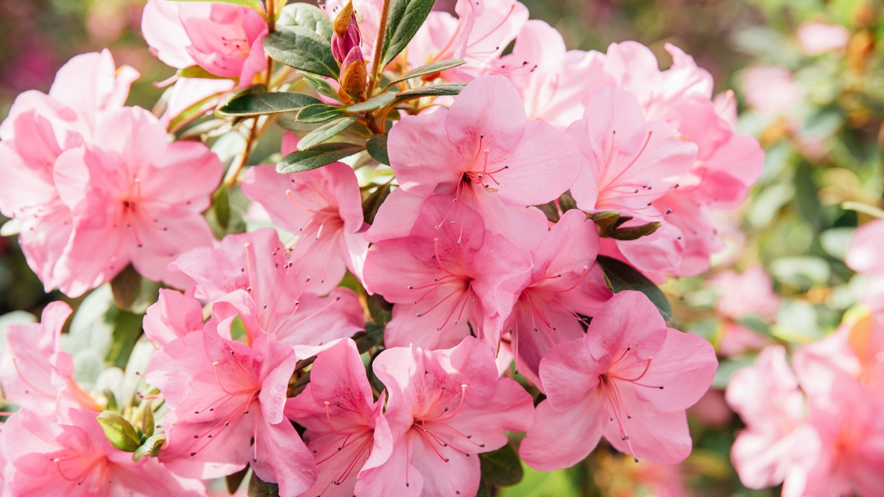 Blooming pink azalea flowers close up nature spring background.