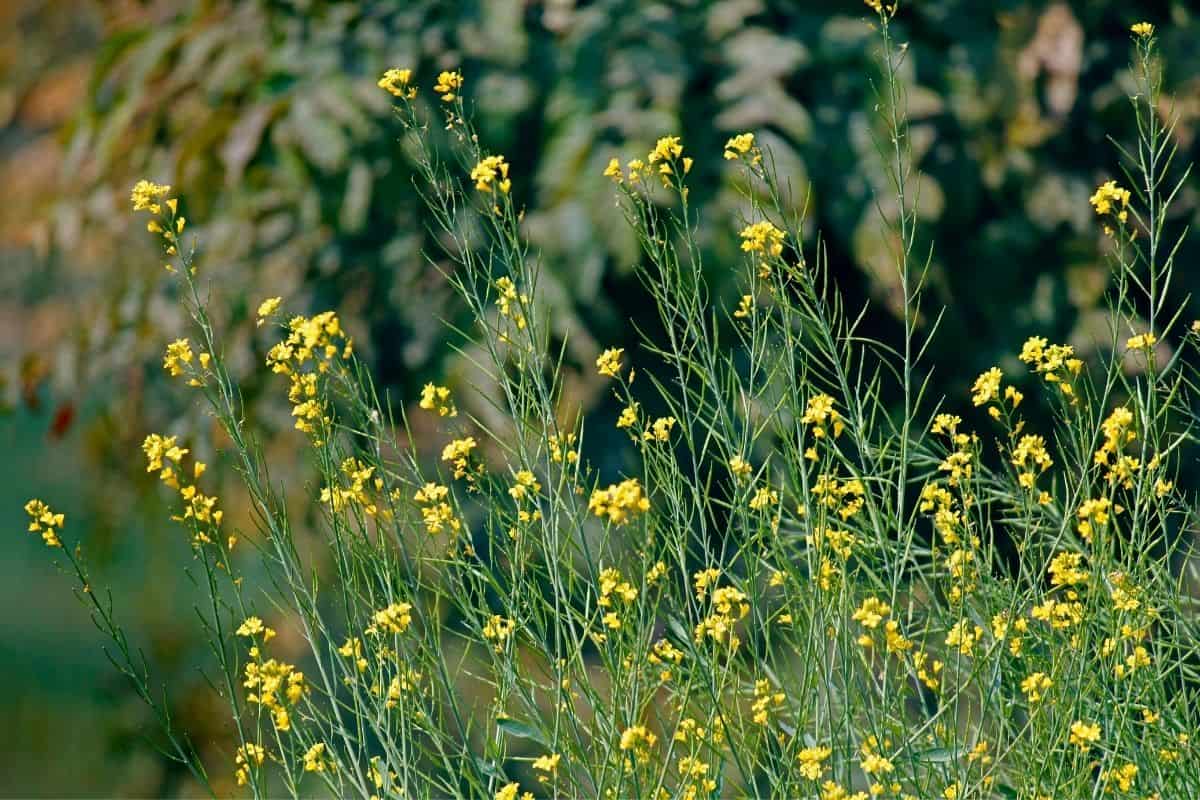 Brassica nigra