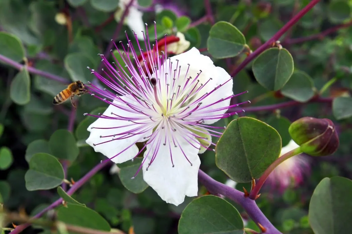 Capparis spinosa