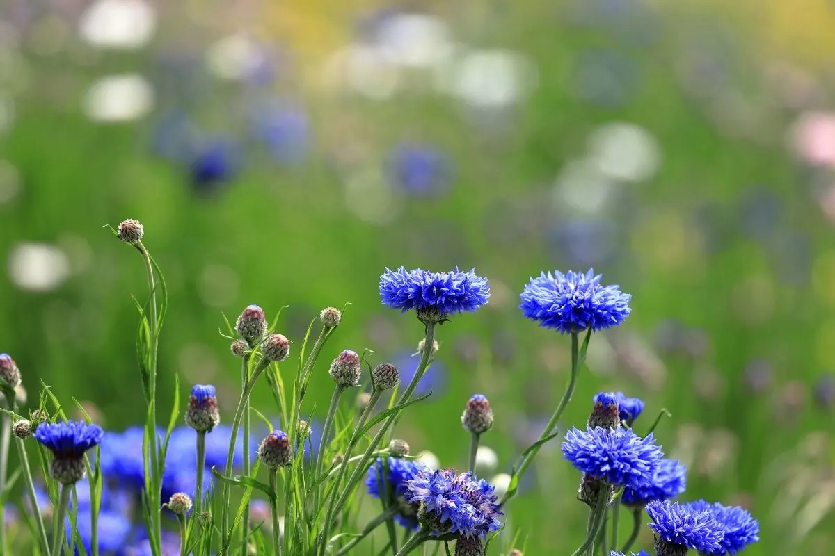 Centaurea cyanus - cornflowers