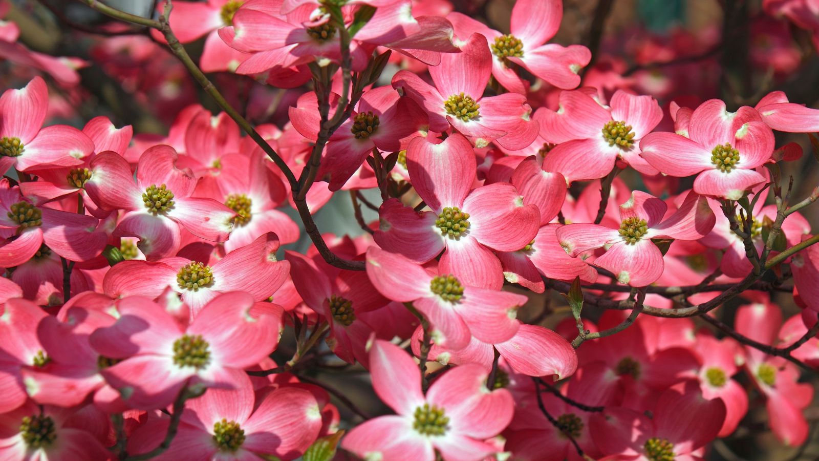 Blooming red dogwood.