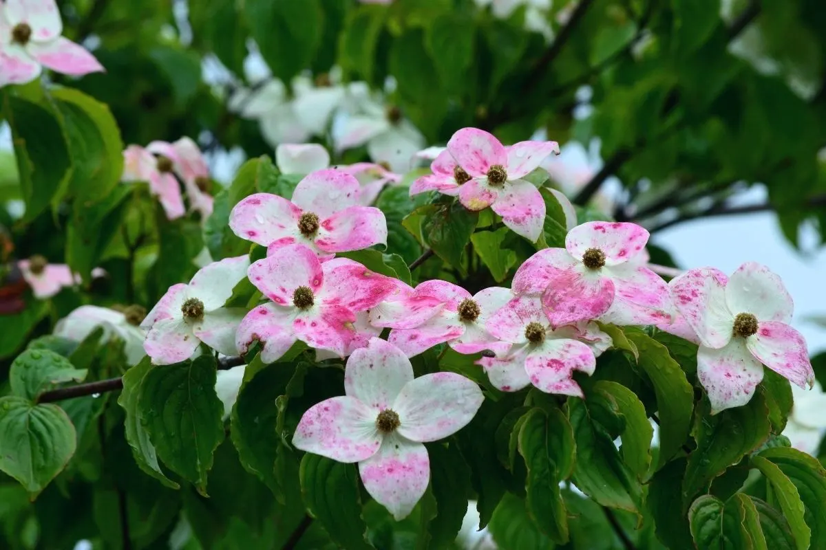 Cornus kousa var. Satomi