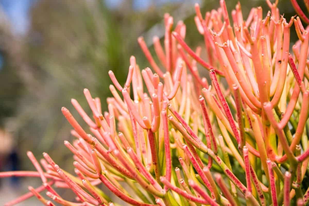 Euphorbia Tiruacalli