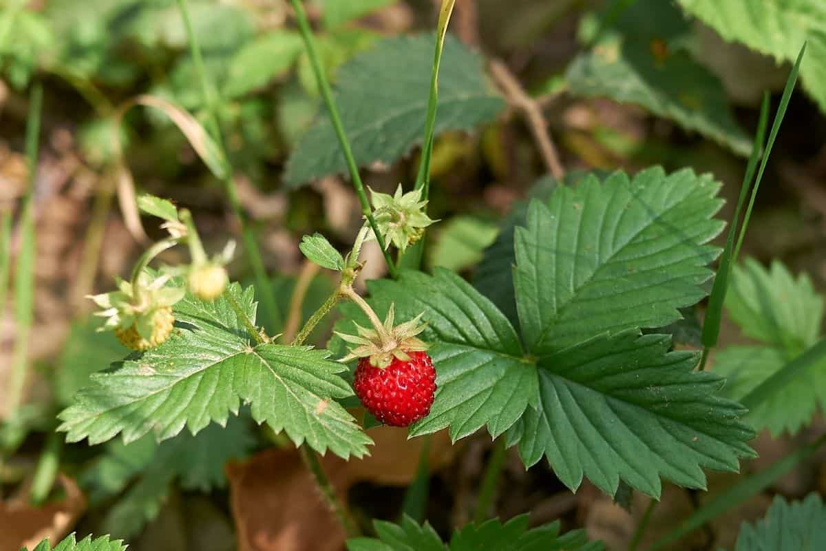 Fragaria vesca