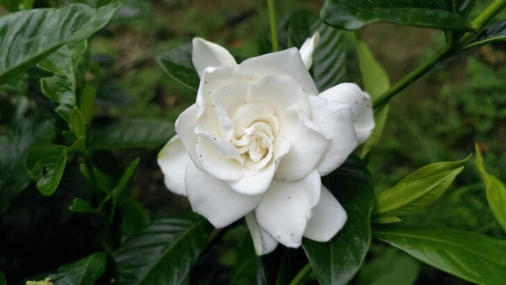 The Perfect Companion Plants for Your Gardenias
