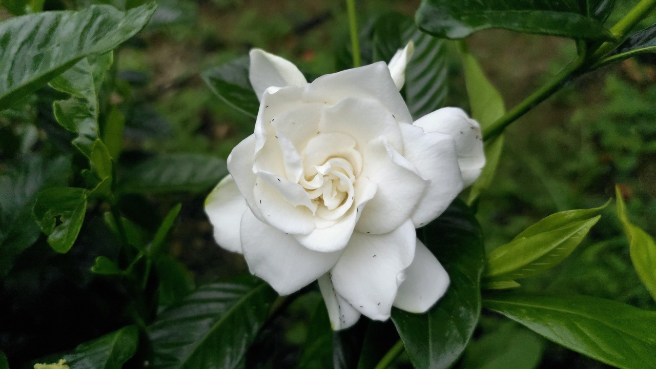 Close up flower of 'Gardenia jasminoides' or 'cape jasmine'.