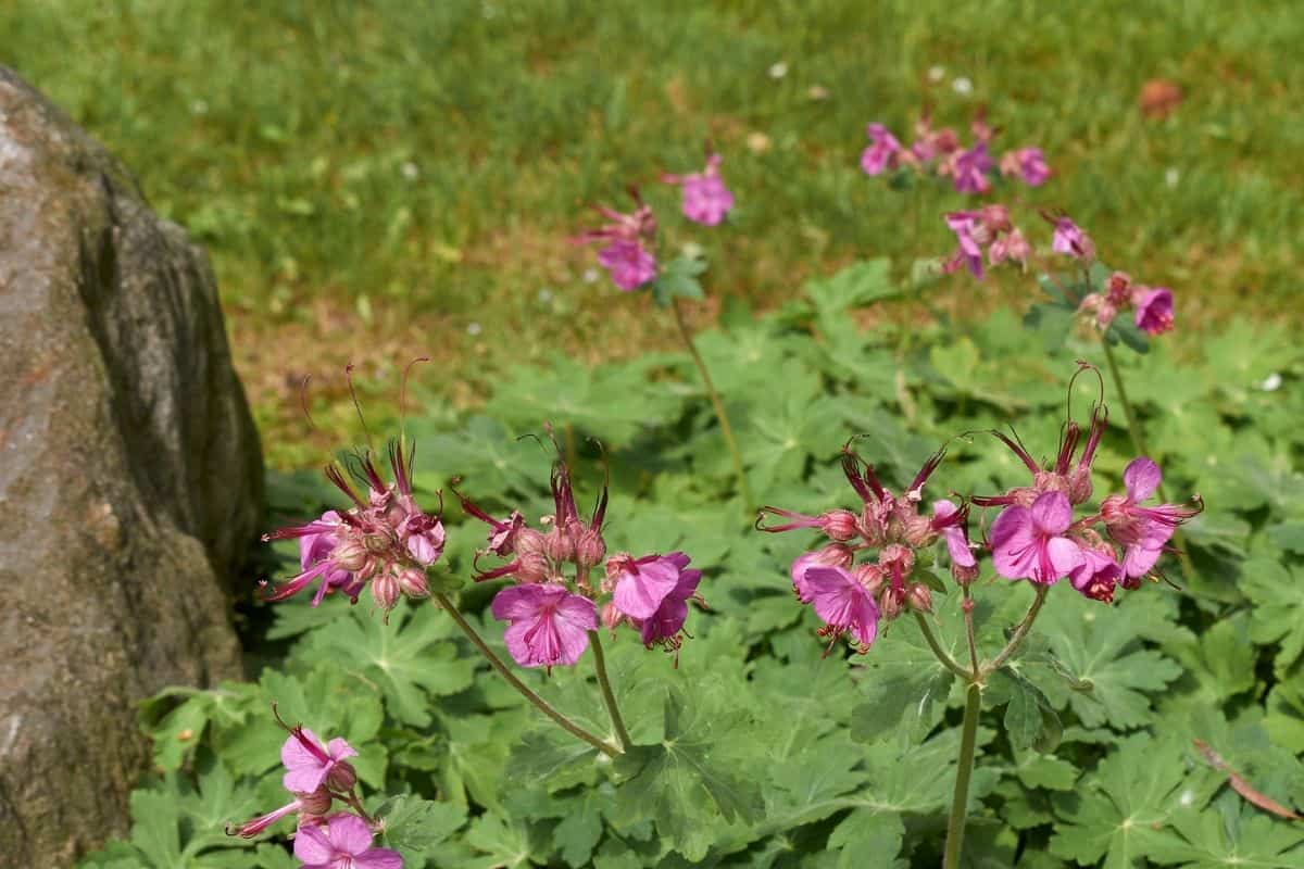 Geranium macrorrhizum