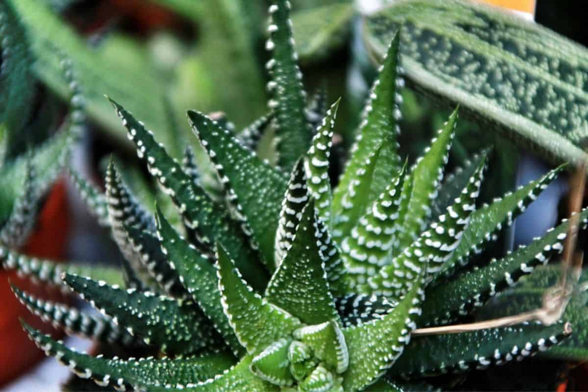 Haworthia Margaritifera