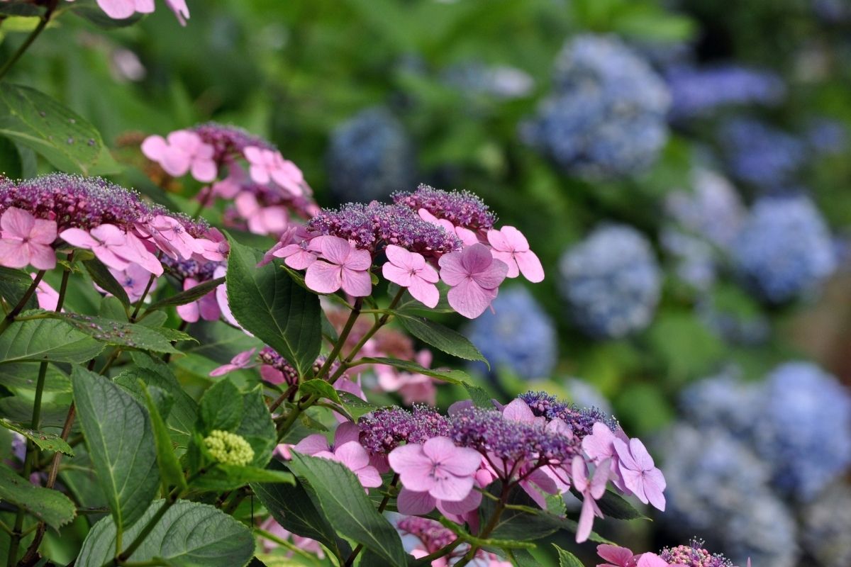 pink hydrangea macrophylla