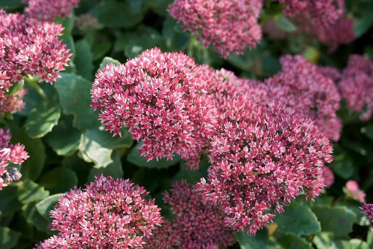 Hylotelephium flowers