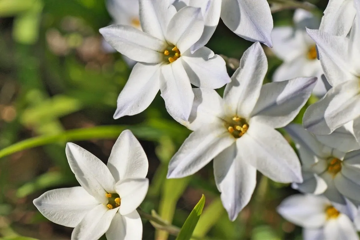 Ipheion uniflorum flowers