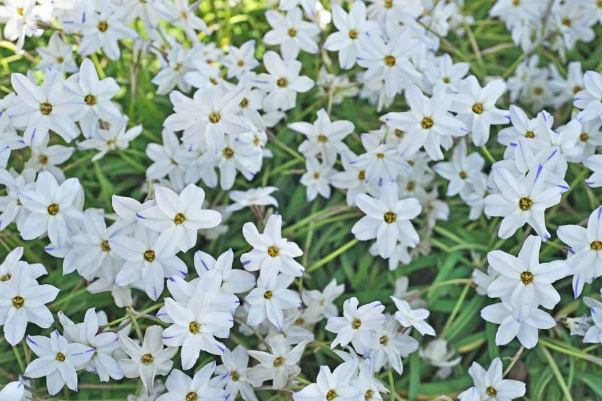 Ipheion uniflorum