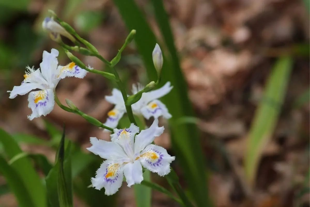 Iris japonica