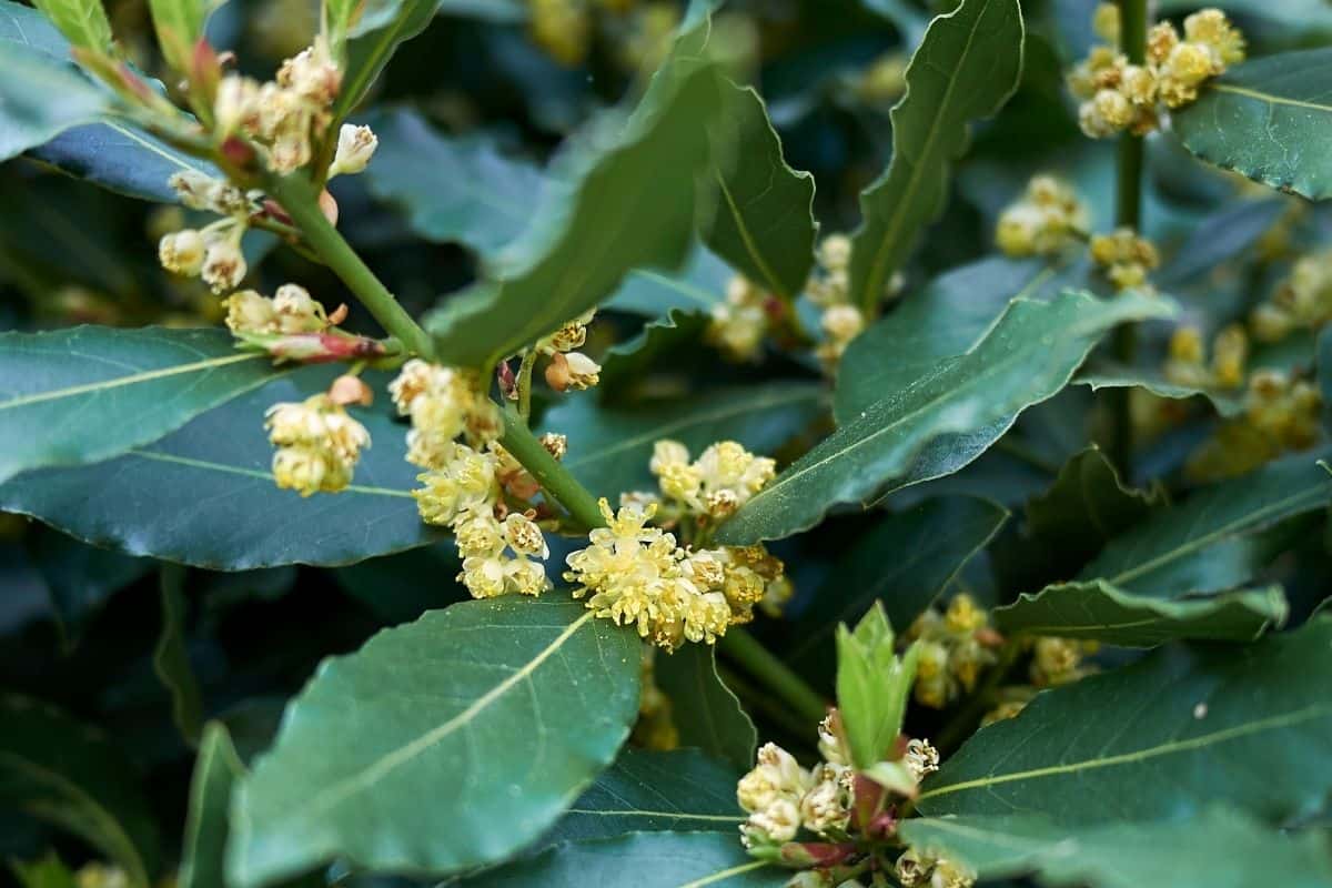 Laurus nobilis