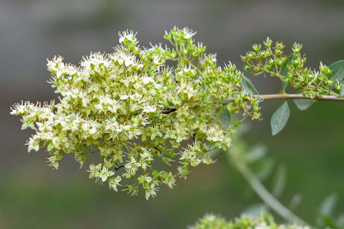 Lawsonia inermis - henna flowers