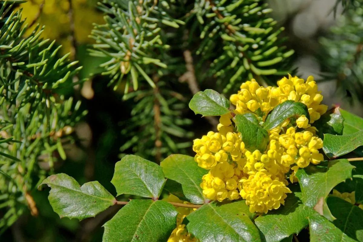 Mahonia nervosa