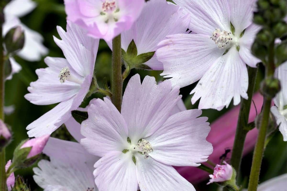 Malva moschata