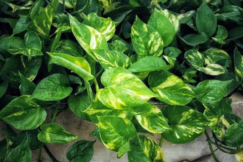 Are Pothos Plants Poisonous To Cats?