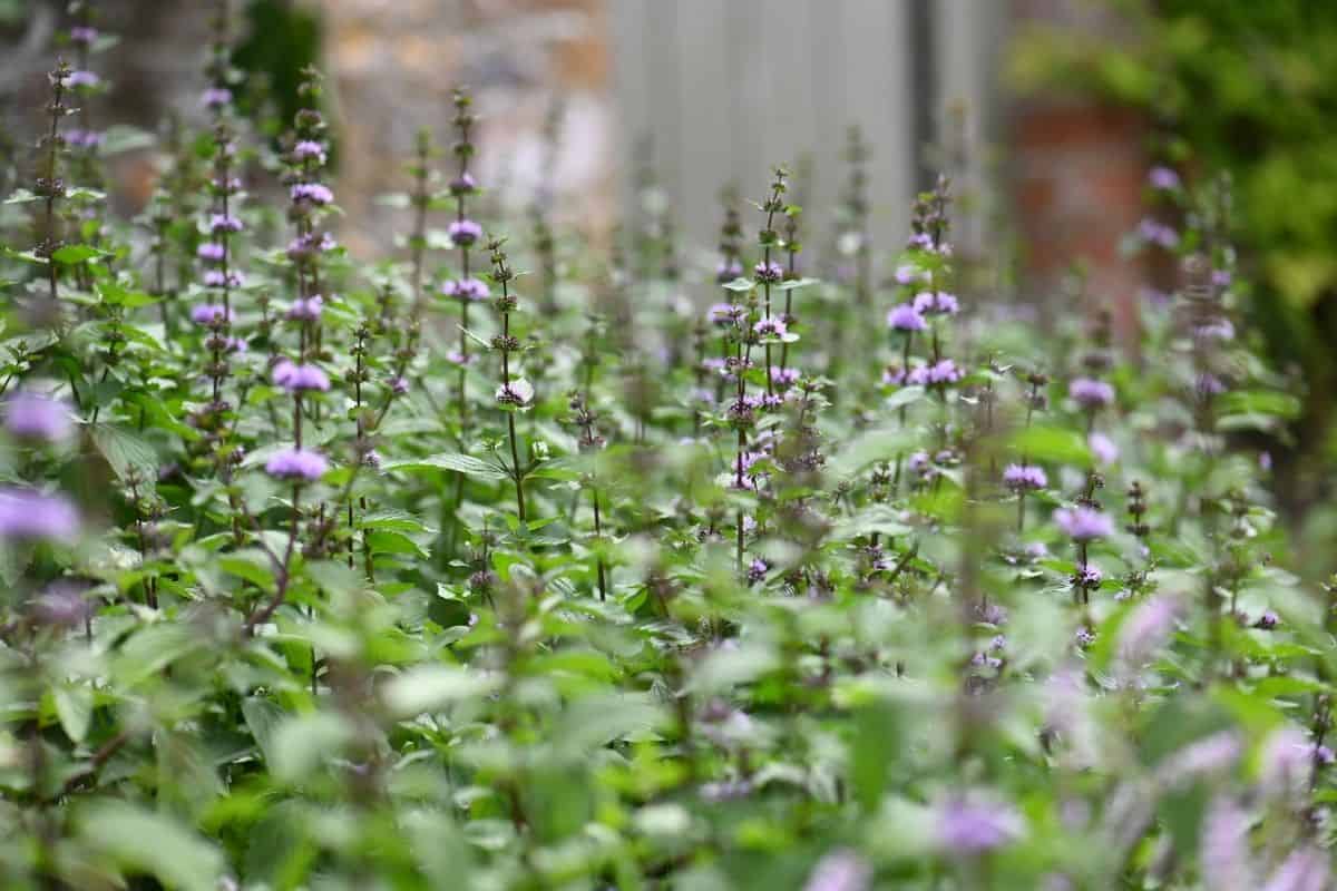 Mentha longifolia