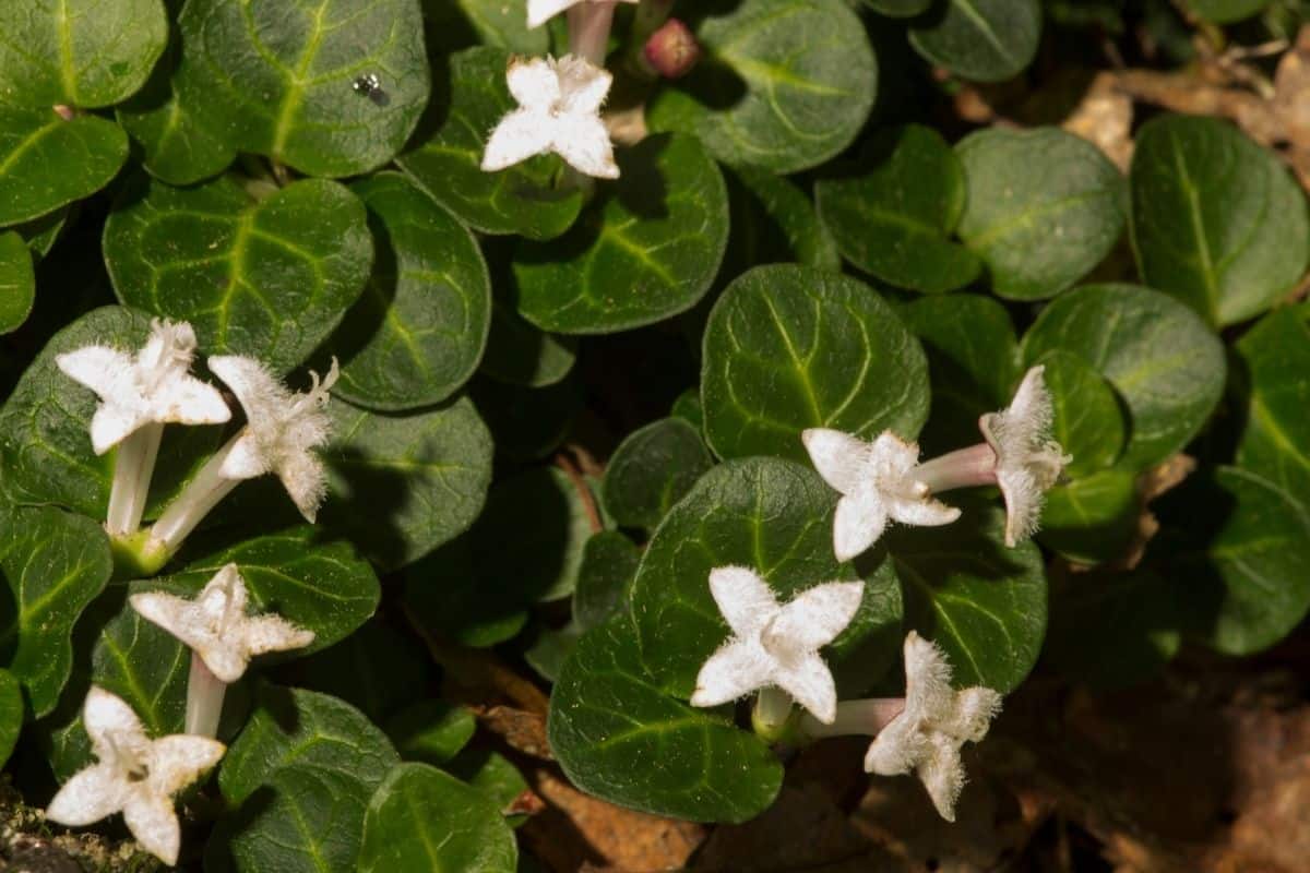 white Mitchella repens flowers