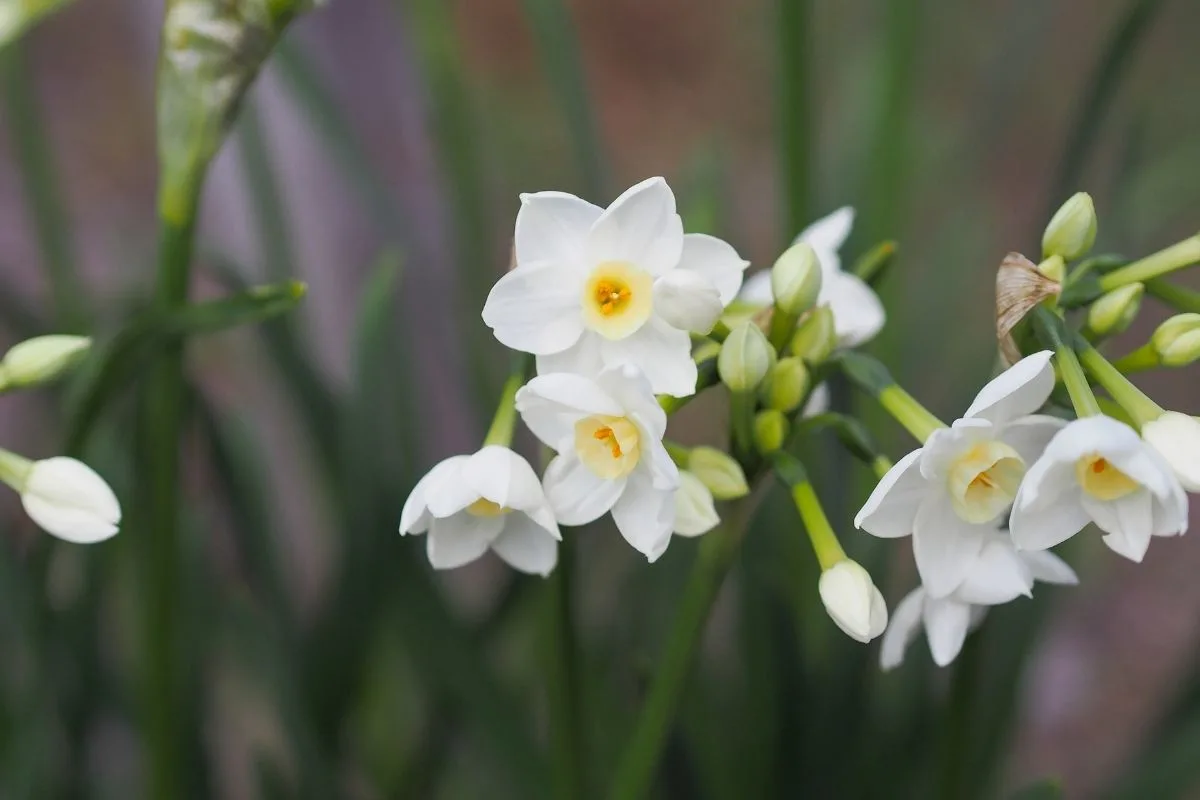 white daffodils with golden centers