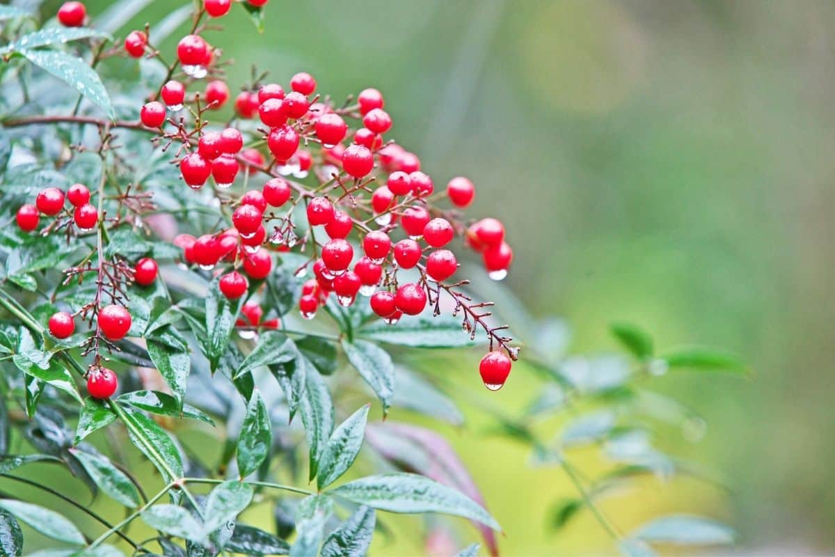 Nandina Domestica