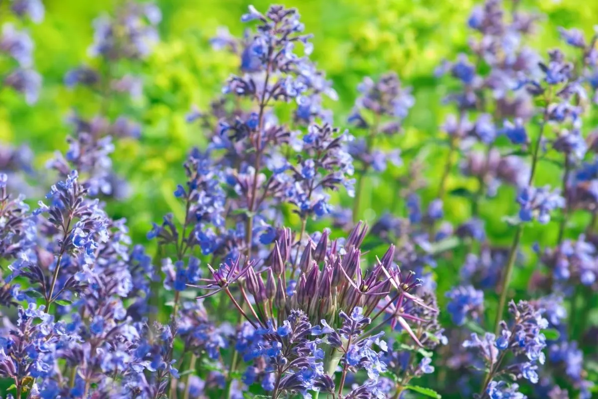 Nepeta mussinii