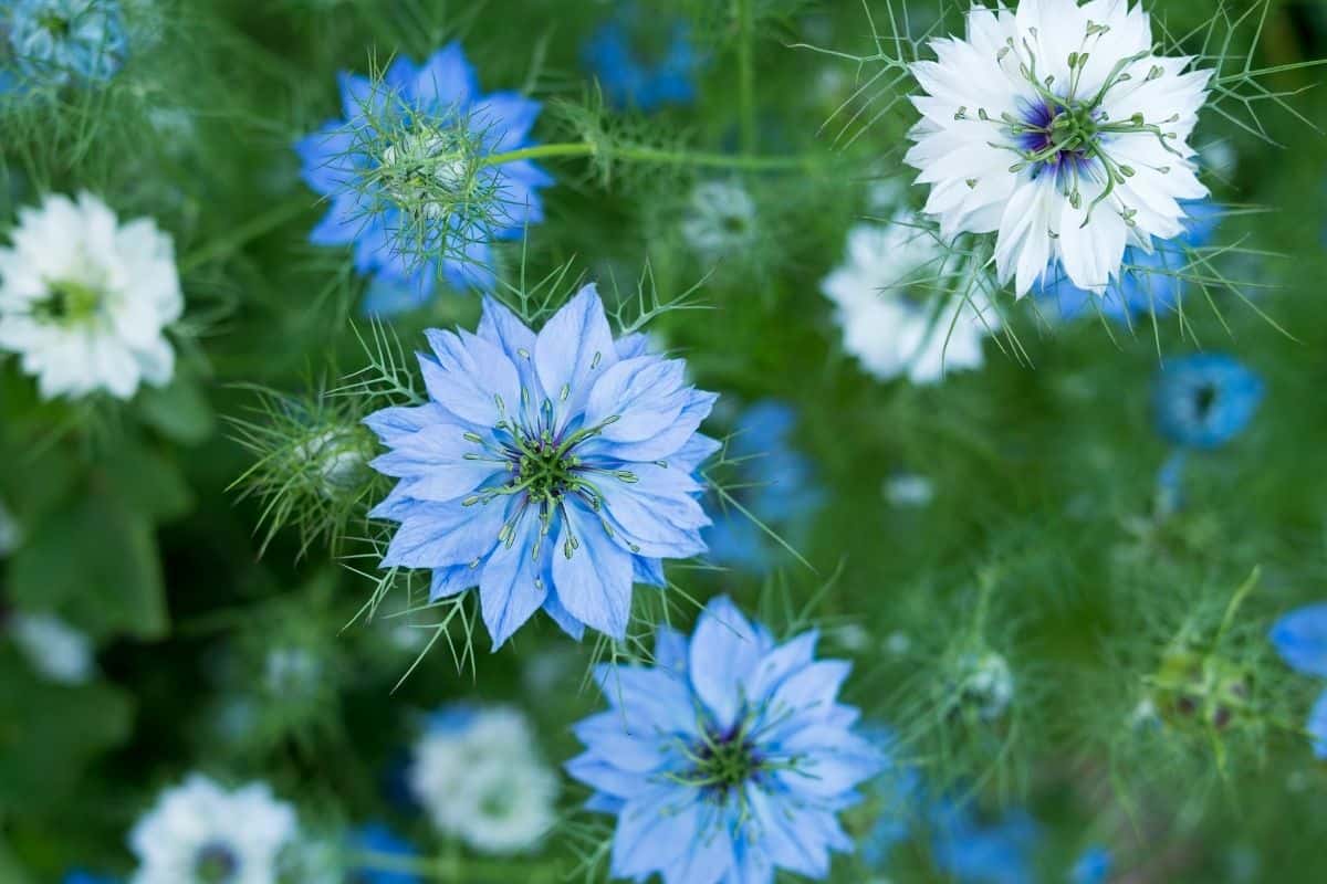 Nigella sativa