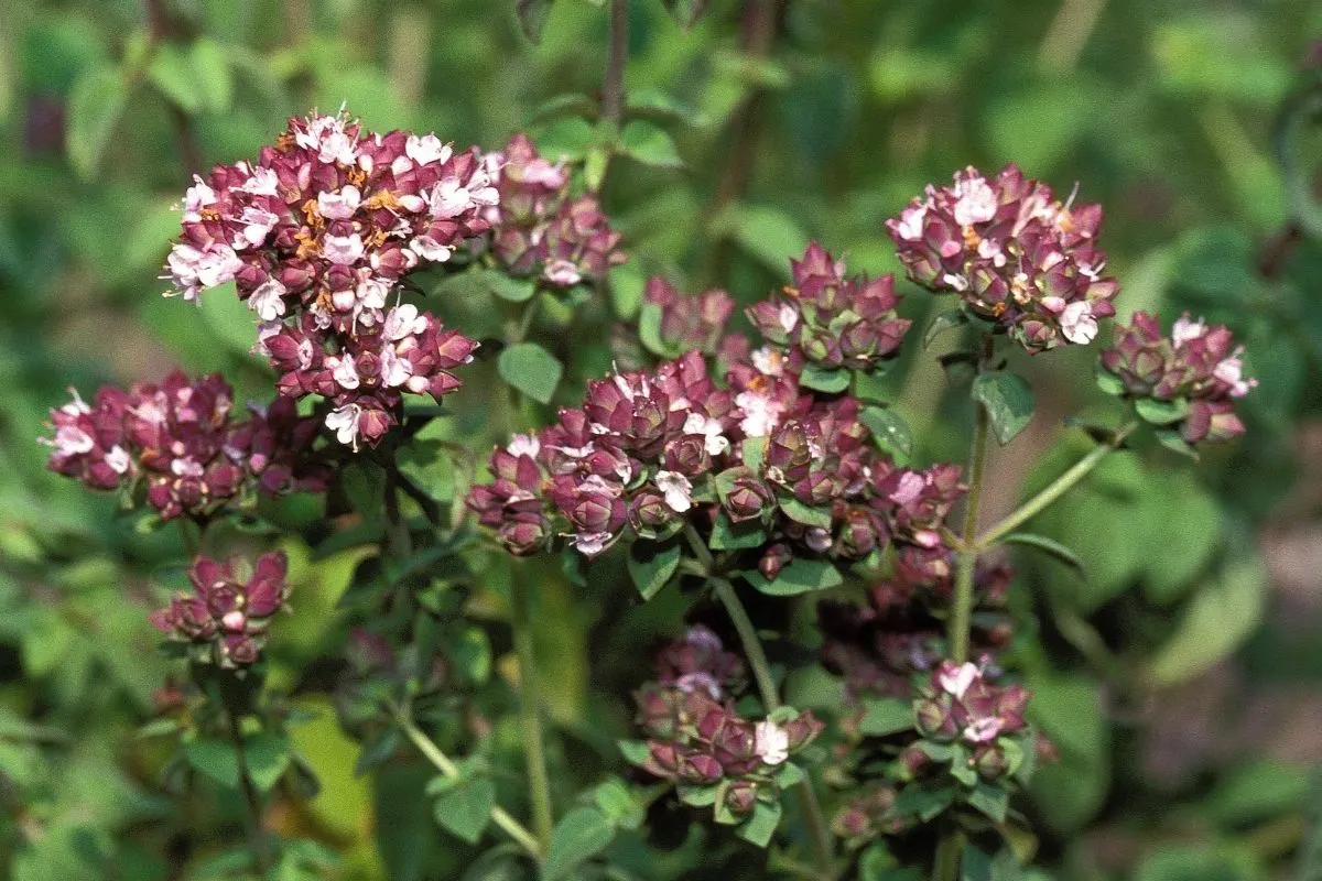 Origanum majorana - sweet marjoram flowers