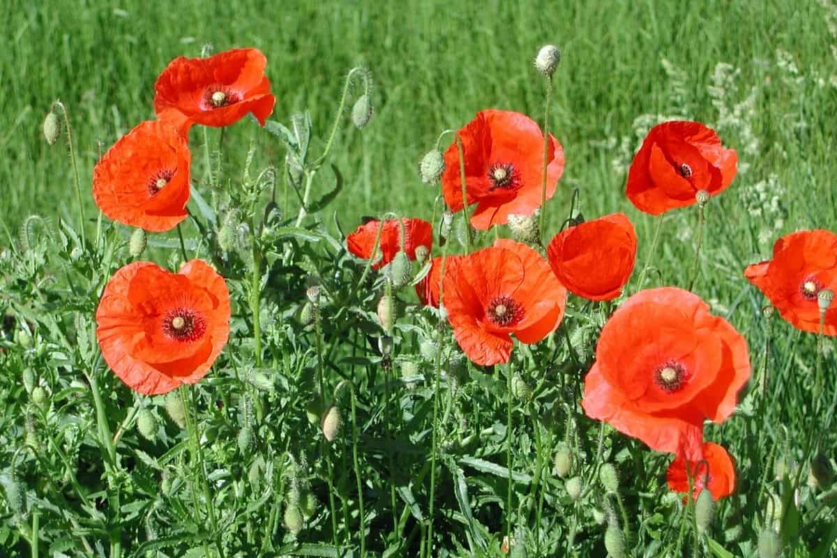 Papaver rhoeas