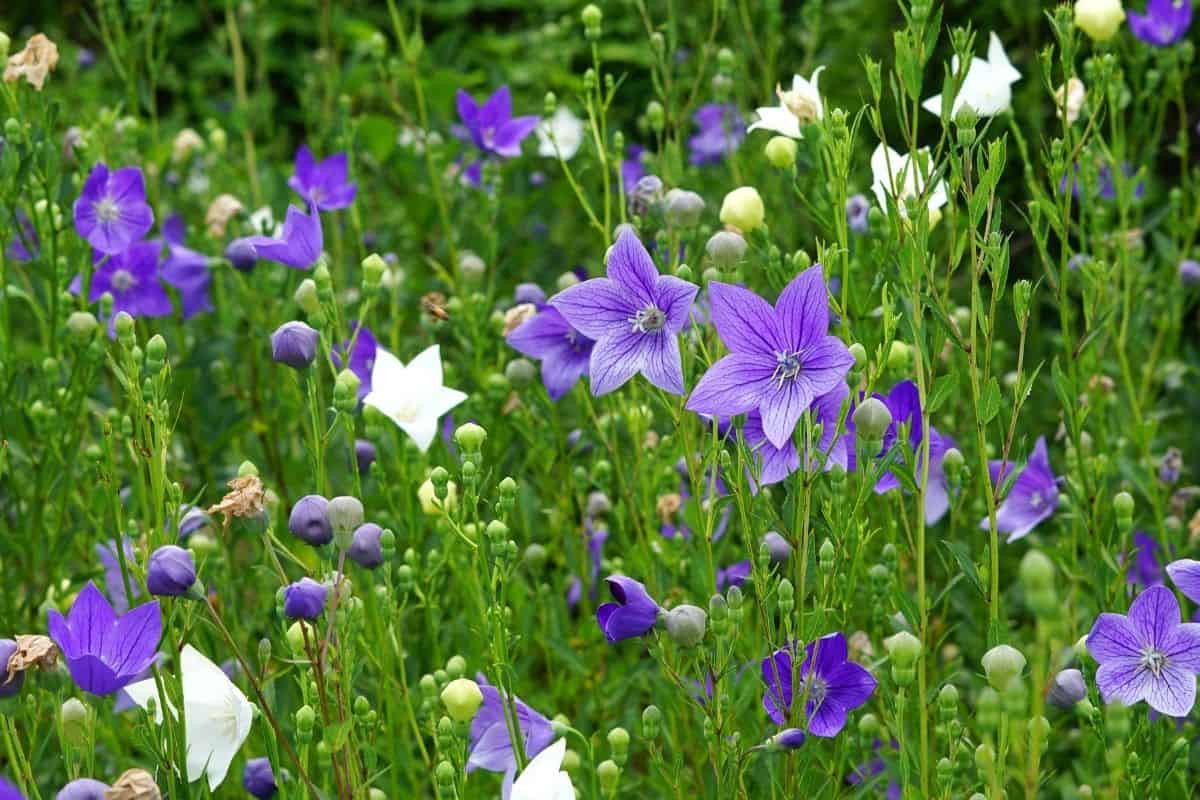 Platycodon grandiflorus