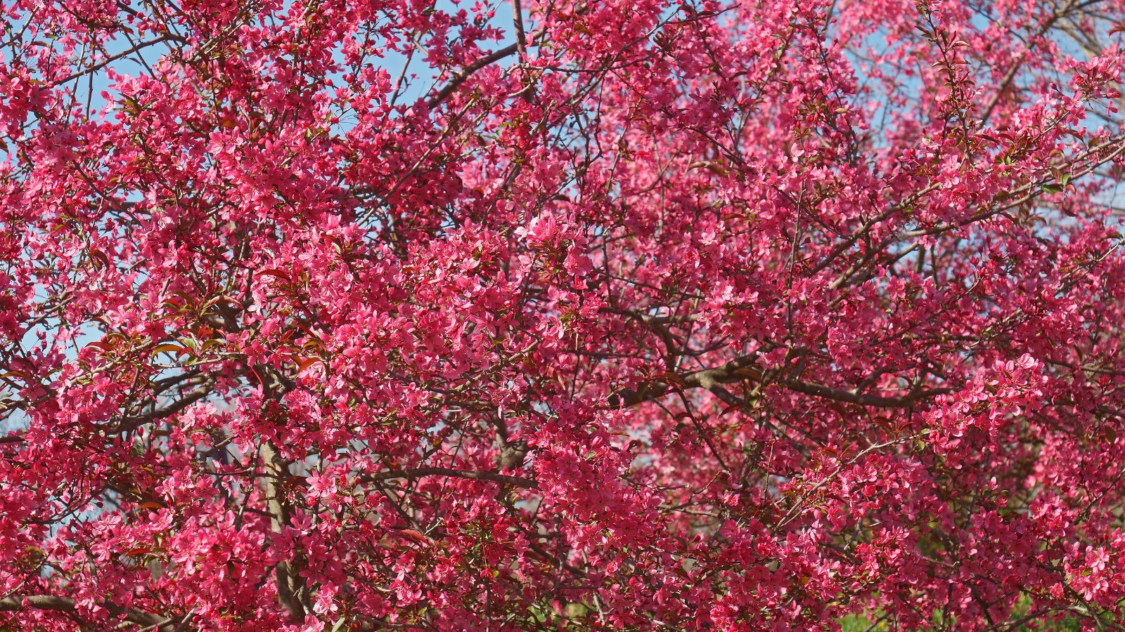 Prairiefire flowering crabapple tree in bloom.