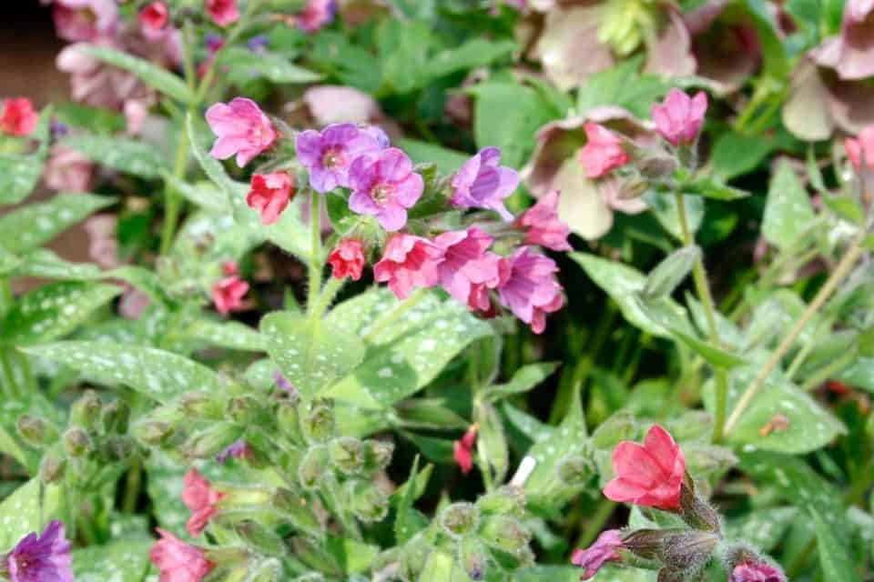 16 Beautiful Plants For Landscaping Under Cedar Trees