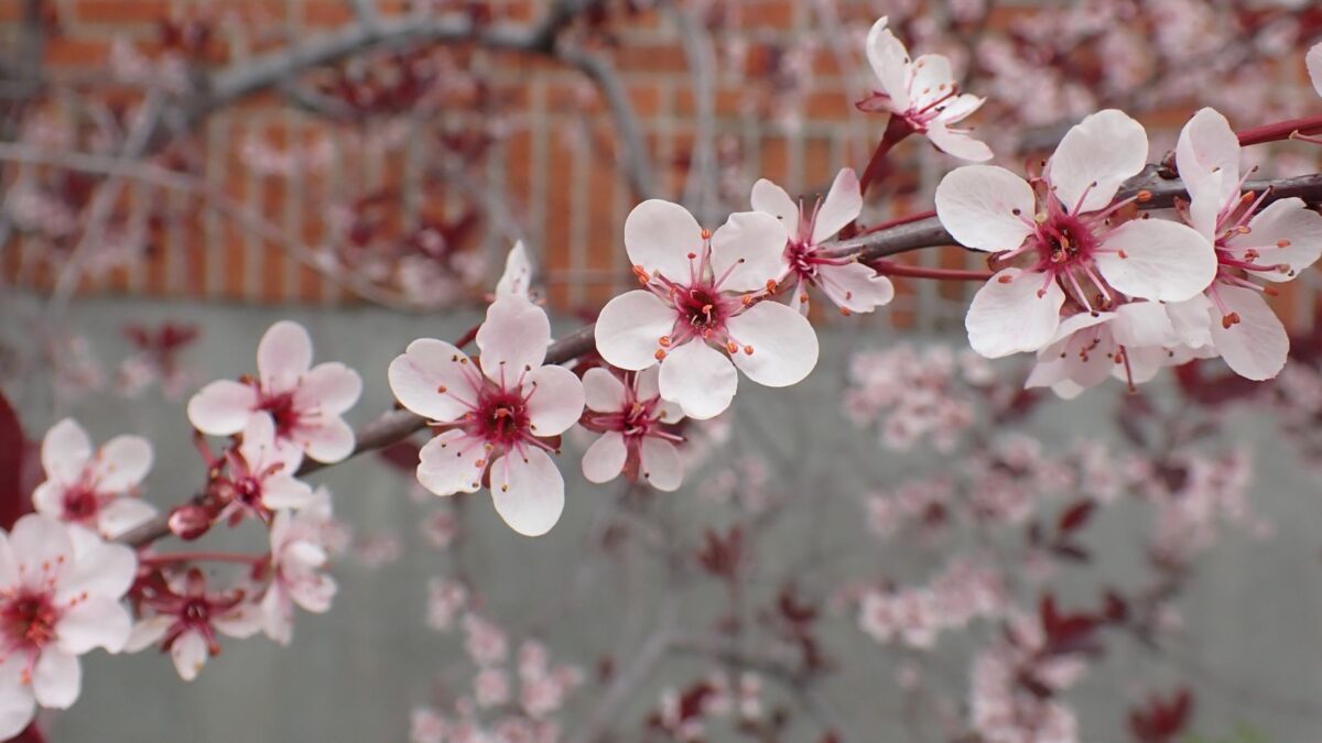 Purpleleaf sand cherry blooms.