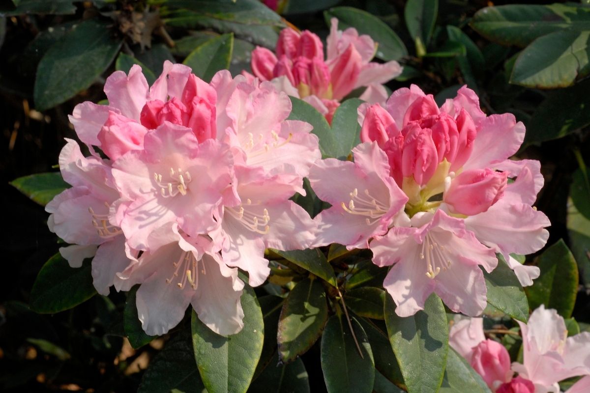 Rhododendron catawbiense