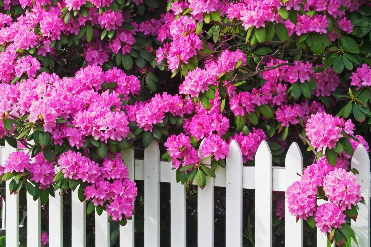 Rhododendron flowers