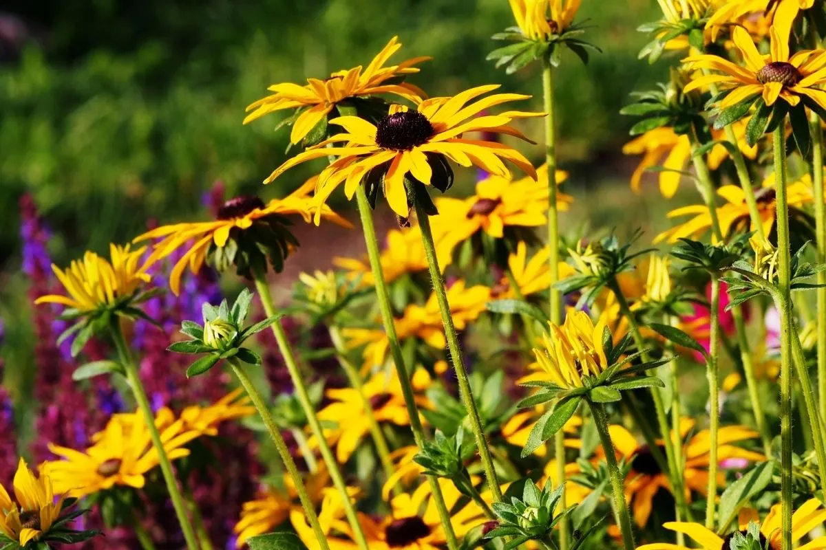 Rudbeckia fulgida