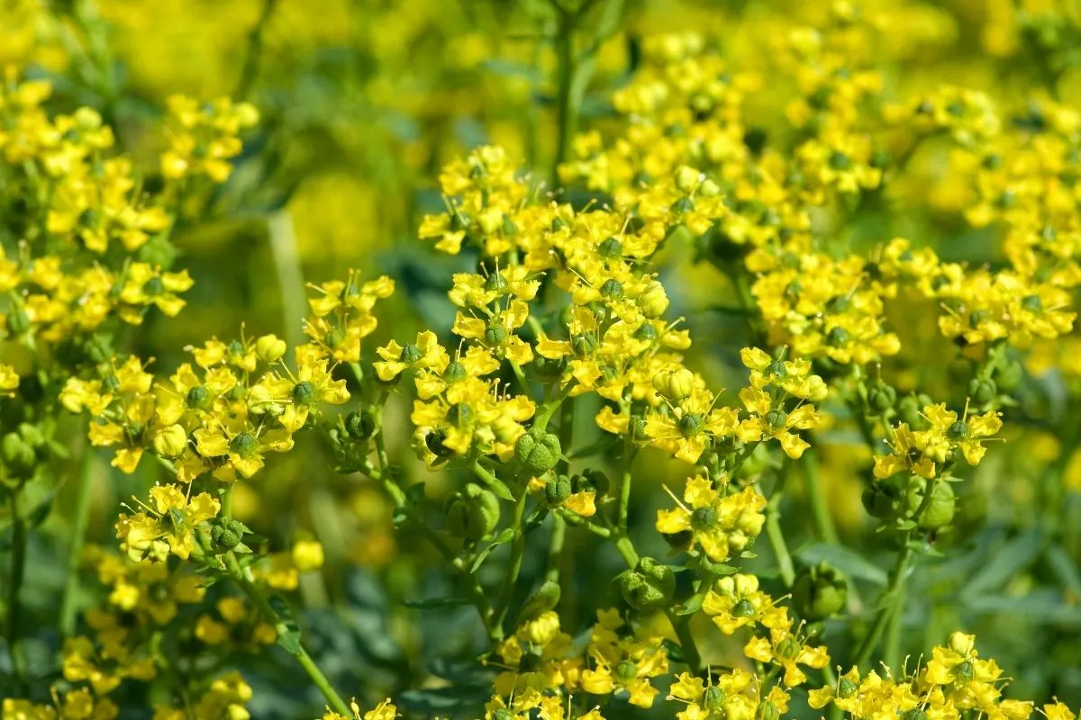 Ruta chalepensis