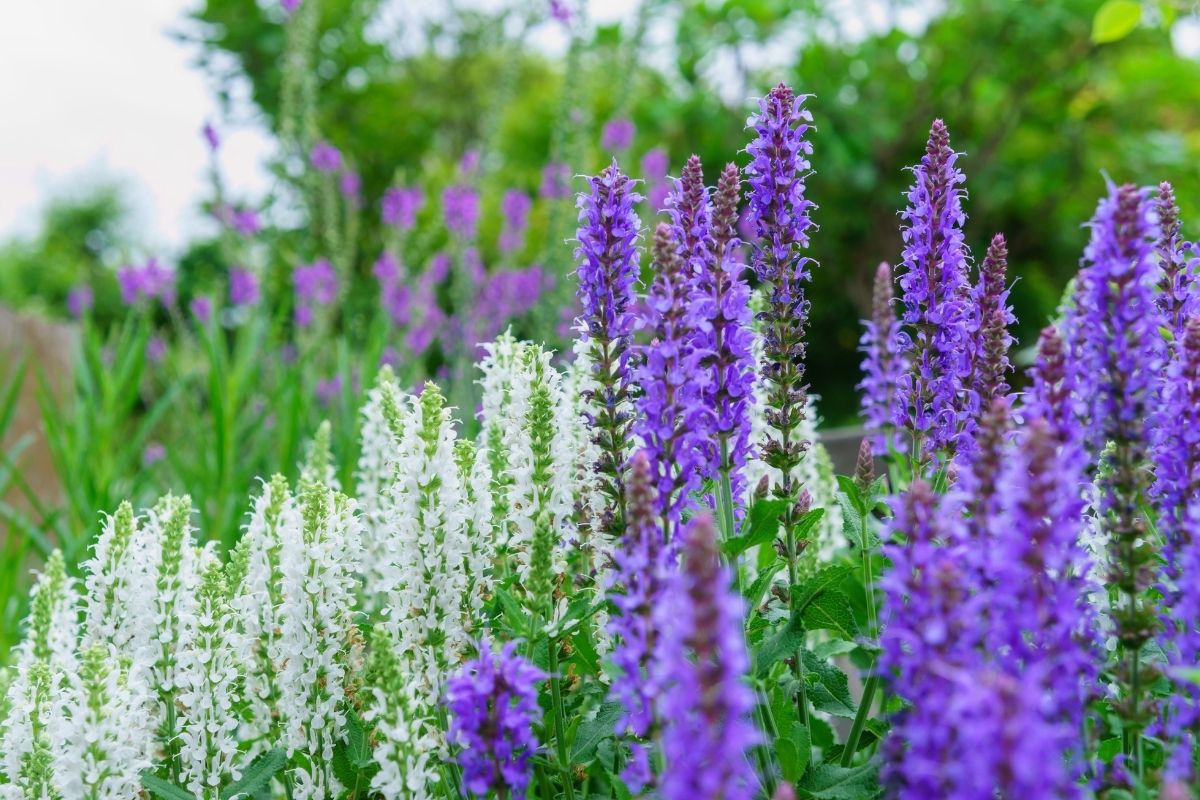 Salvia officinalis