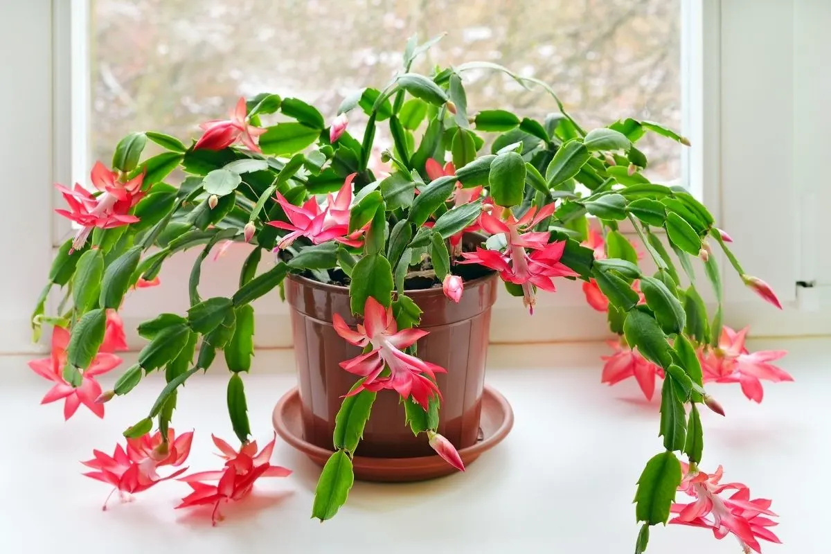 Schlumbergera - christmas cactus