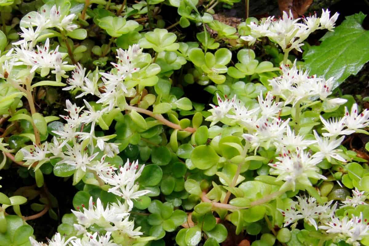 Sedum ternatum