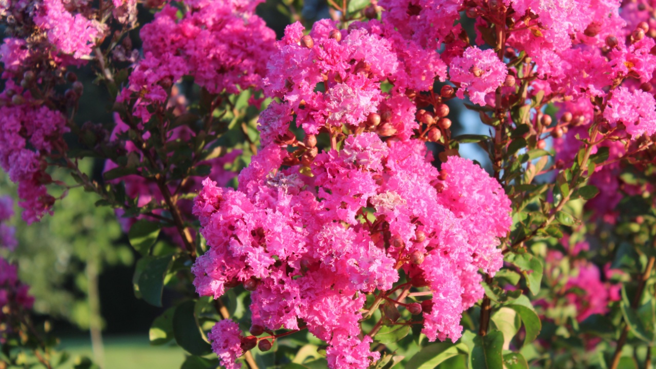 pink crape myrtle in sunlight
