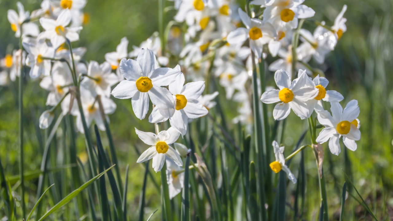 Beautiful wild fragrant Narcissus flowers ( Narcissus tazetta, bunch-flowered narcissus, daffodil, Chinese sacred lily ) in full bloom at Nov Meadow nature reserve. Golan Heights Israel
