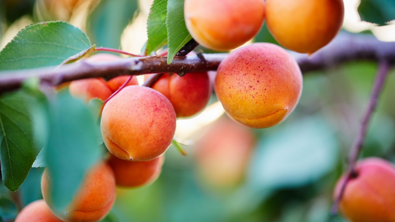 A bunch of ripe apricots on a branch