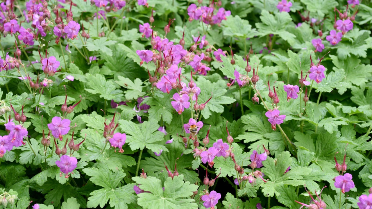 The Balkan Cranesbill, Geranium macrorrhizum is a cranesbill with beautiful lilac-pink flowers. It is a Blattschmuckstaude and is also planted as groundcover plant in the garden.