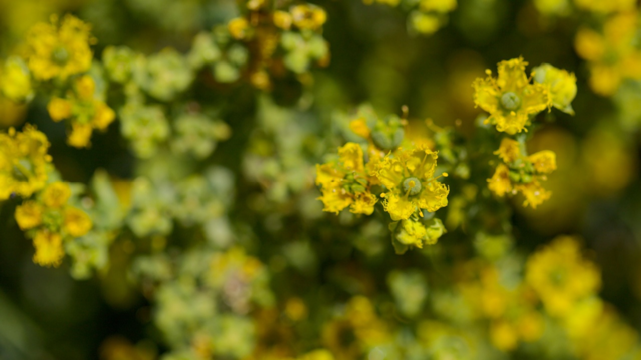 Flora of Gran Canaria - Ruta chalepensis, fringed rue, introduced species, natural macro floral background