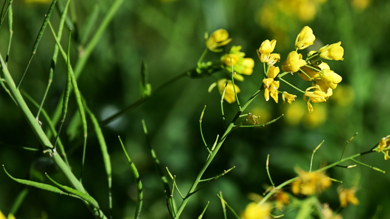 Mustard (Brassica nigra) plants with yellow flowers and raw fruits.
